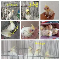 عروس هلندی، طوطی برزیلی فیشر