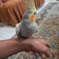 عروس هلندی|پرنده|شاهین‌شهر, گرگاب|دیوار