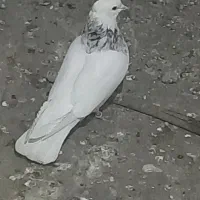 طوقی|پرنده|مسجد سلیمان, |دیوار