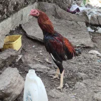 فروش مرغ و خروس لاری اصل و نسب دار|حیوانات مزرعه|سردشت, |دیوار