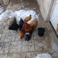 مرغ و خروس محلی