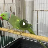 طوطی رام ملنگو