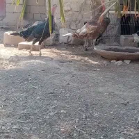 جفت بقلمون|حیوانات مزرعه|بندر گناوه, |دیوار