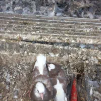 ی جفت کفتر با جوجه فروش نقد و معاوضه|پرنده|تهران, کرمان|دیوار