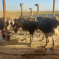 گوشت شتر مرغ