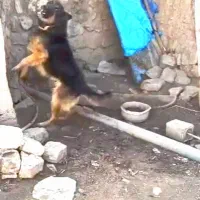 سگ ژرمن نگهبان|سگ|کرمانشاه, |دیوار