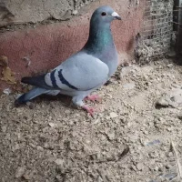 کفترکبوترپلاکی|پرنده|کرج, پیشاهنگی|دیوار