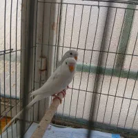 پرنده مرغ عشق