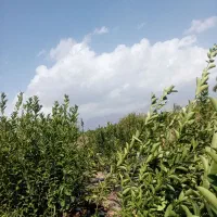 انواع نهال مرکبات|خدمات باغبانی و درختکاری|جیرفت, |دیوار