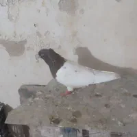 کبوتر عطیقه فروشی