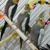 عروس هلندی ۴میلیون