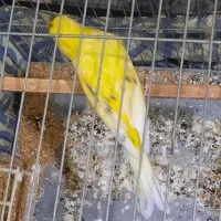 قناری نر زرد ابلغ