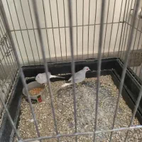 کبوتر الماسی چینی|پرنده|اردبیل, |دیوار