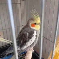 عروس هلندی سخنگو