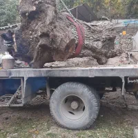 خرید درخت گردو|خدمات باغبانی و درختکاری|سنندج, |دیوار