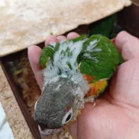 فروش جوجه گرینچیک