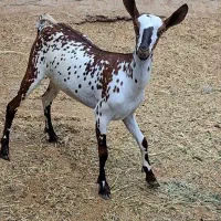 فروش کهر گل توپی