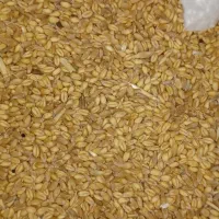 گندم پیشگام