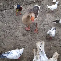 یک عدد غاز نر