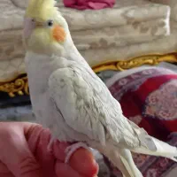 عروس هلندی دستی|پرنده|قرچک, میرزائی شمالی|دیوار