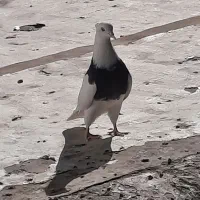 کبوتر طوق پاک
