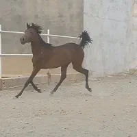 یک راس مادیان کردبهمراه ۲ راس کره  مدرک دار|اسب و تجهیزات اسب‌سواری|گلپایگان, |دیوار