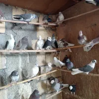 کبوتر پرشی همه خالی