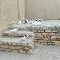 پرنده|پرنده|بیرجند, |دیوار