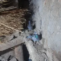 ۹تادوبر|پرنده|اردبیل, |دیوار