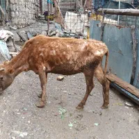 گاو شیش دانگ وگوساله نر درجه یک قیمت 73ملیون 700