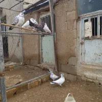 فروش تعدادی کبوتر|پرنده|رزن, |دیوار