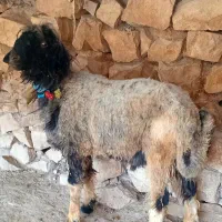 قوچ|حیوانات مزرعه|بابا حیدر, |دیوار