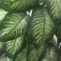 گل وگیاه،طبیعی
