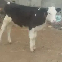 گوساله سیمینتال نر جنس دوماهونیم از گاو