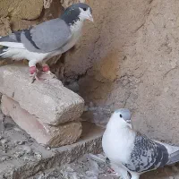 کبوتر دمگیر