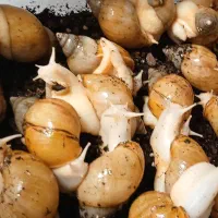 حلزون achatina (کار در منزل)