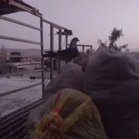 کفتر یا کبوتر