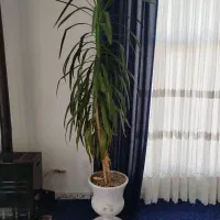 درختچه یوگا|گل و گیاه طبیعی|کرمانشاه, |دیوار