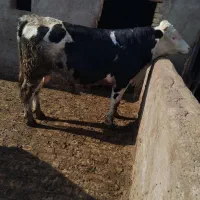 دو راس گوساله چاق