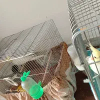 عروس هلندی مولد تخم گذار و جوجه|پرنده|گلپایگان, |دیوار