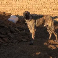 سگ دو رگ افغان و سراب