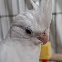 عروس هلندی آلبینو ماده