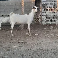 اعدد بز سومال