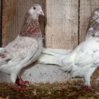 یک جفت کفتر پلنگی نرو ماده پرشی قیمت مفت