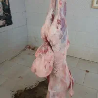 یک لاشه گوشت میش ارزون