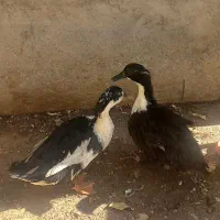 اردو نر و ماده|حیوانات مزرعه|دره شهر, |دیوار