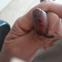 هبهاب جذب  جنس مخالف