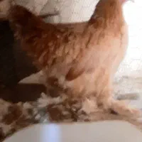 مرغ وخروس برهما|حیوانات مزرعه|بهبهان, |دیوار