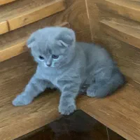 اسکاتیش دوماه  پدرواراداتی|گربه|تهران, قزل قلعه|دیوار