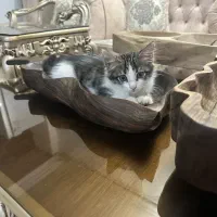 بچه گربه ناز